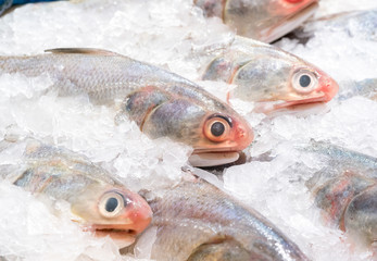 fresh fish on the ice
