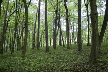 Trees on a knoll in the green forest