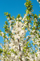 Spring flowering trees
