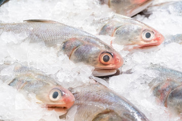 fresh fish on the ice