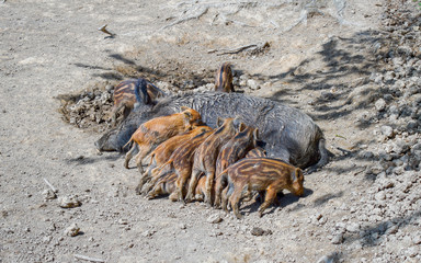Wild boar and their piglets