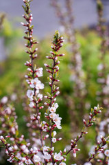 Spring flowering trees