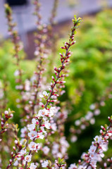 Spring flowering trees