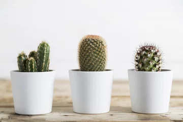 Deurstickers Cactus Drie cactusplanten