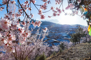 cherry blossom in old town yunan china