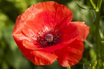 Macro red Poppy on blur background