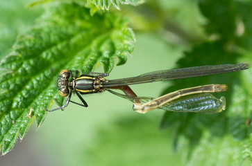 Deformed large red damselfly (Pyrrhosoma nymphula). A freshly emerged immature adult damselfly in the family Coenagrionidae, with abdomen twisted around wing
