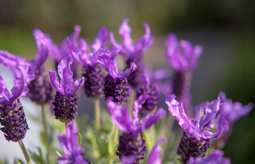 Butterfly lavender  green Garden Background
