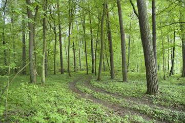Turn in the green forest