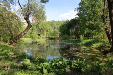 Small abandoned pond in summer city park