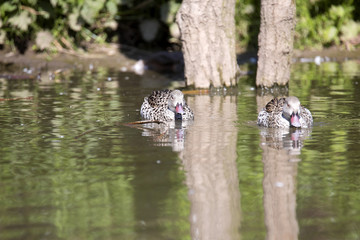 Cape teal, Anas capensis, a small duck