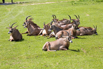 Roan antelope, Hippotragus equinus is a large antelope