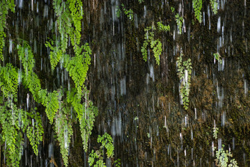 Obraz premium Fresh of green leave behind waterfall