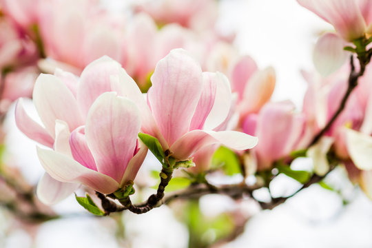 Fototapeta magnolia soulangeana blossoming, spring time