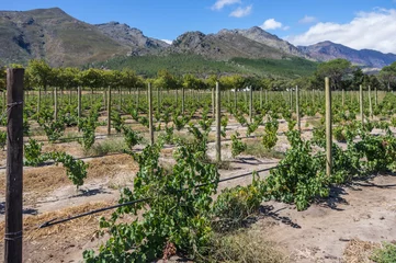 Deurstickers The Cape Winelands region is the premier wine producing area of South Africa © sean heatley