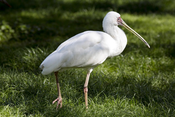 Platalea leucorodia, Eurasian Spoonbill hunt food flat beak