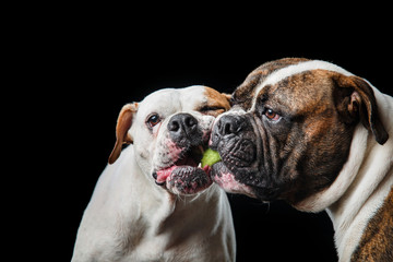 two American Bulldogs, American Bulldog, Dogs plays with the ball