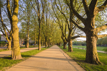 venue of plane trees in the spring in city park
