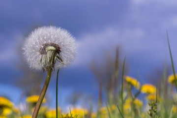 Fototapeta na wymiar meadow dandelion blooming