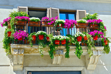 vibrant multicolored petunias on balcony