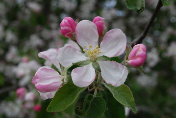 Fototapeta na wymiar Apple branch blooming, white flowers, pink buds. Springtime.