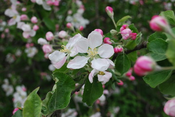 Apple branch blooming, white flowers, pink buds. Springtime.