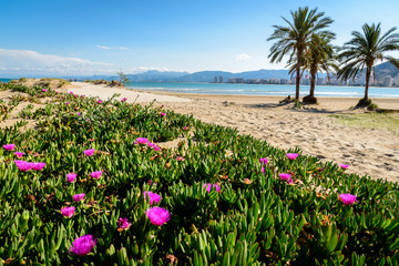 Beach and palm trees in Cullera