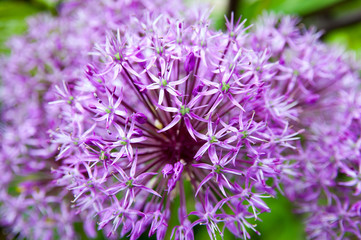 purple bright flowers