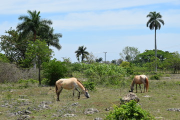 Pferde auf Kuba