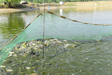 With net fishing in the pond