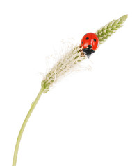 Ladybug on the green stalk of plantain closeup