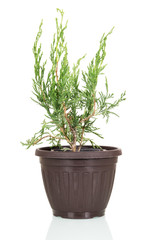 Little Chinese juniper in a pot isolated on white