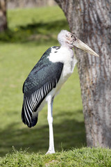 Greater Adjutant, Leptoptilos crumeniferus, is a large scavenger