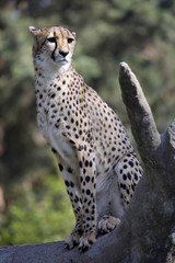 Cheetah, Acinonyx jubatus, sitting on the trunk
