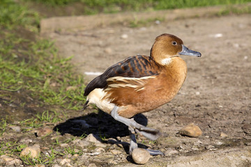 Fulvous Whistling Ducks, Dendrocygna bicolor, is a small duck