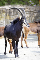Sable antelope, Hippotragus niger, is dark brown