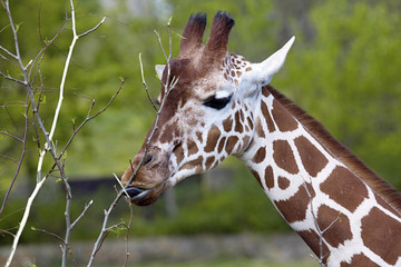 Portrait female Baringo Giraffe, Giraffa camelopardalis Rothschild