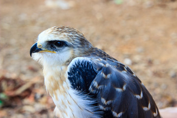 young falcon bird