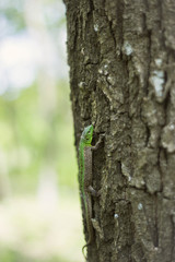 Green lizard in the wild.