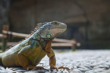 Green Iguana having sunbath on stones.