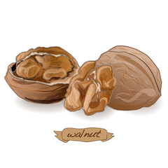 Walnut vector isolated