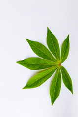 leaf manioc on write background
