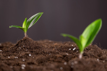 Sprouts in ground