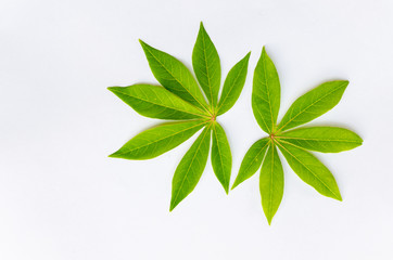 leaf manioc on write background