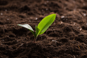 Sprout in ground