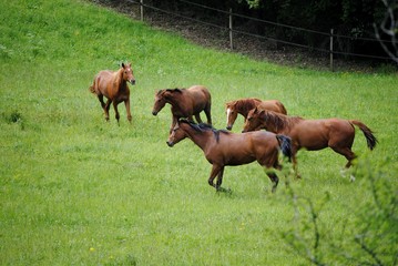 Fototapeta premium Chevaux