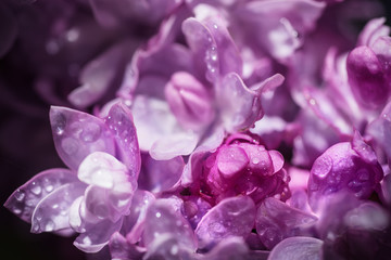 Macro image of spring soft violet  lilac flowers with water drops, natural seasonal floral background. Can be used as holiday card with copy space.
