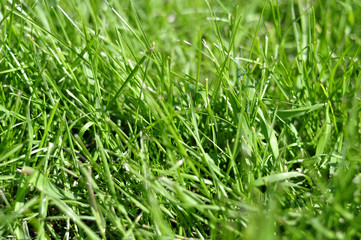 Photo grass, grass background, grass in sunlight, part of the me