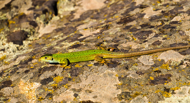 On the mountain the bright colorful lizard moves quickly.