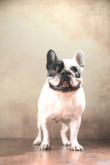 Französische Bulldogge